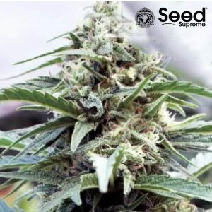 OG Kush Seeds - Seed Supreme - Sacbee